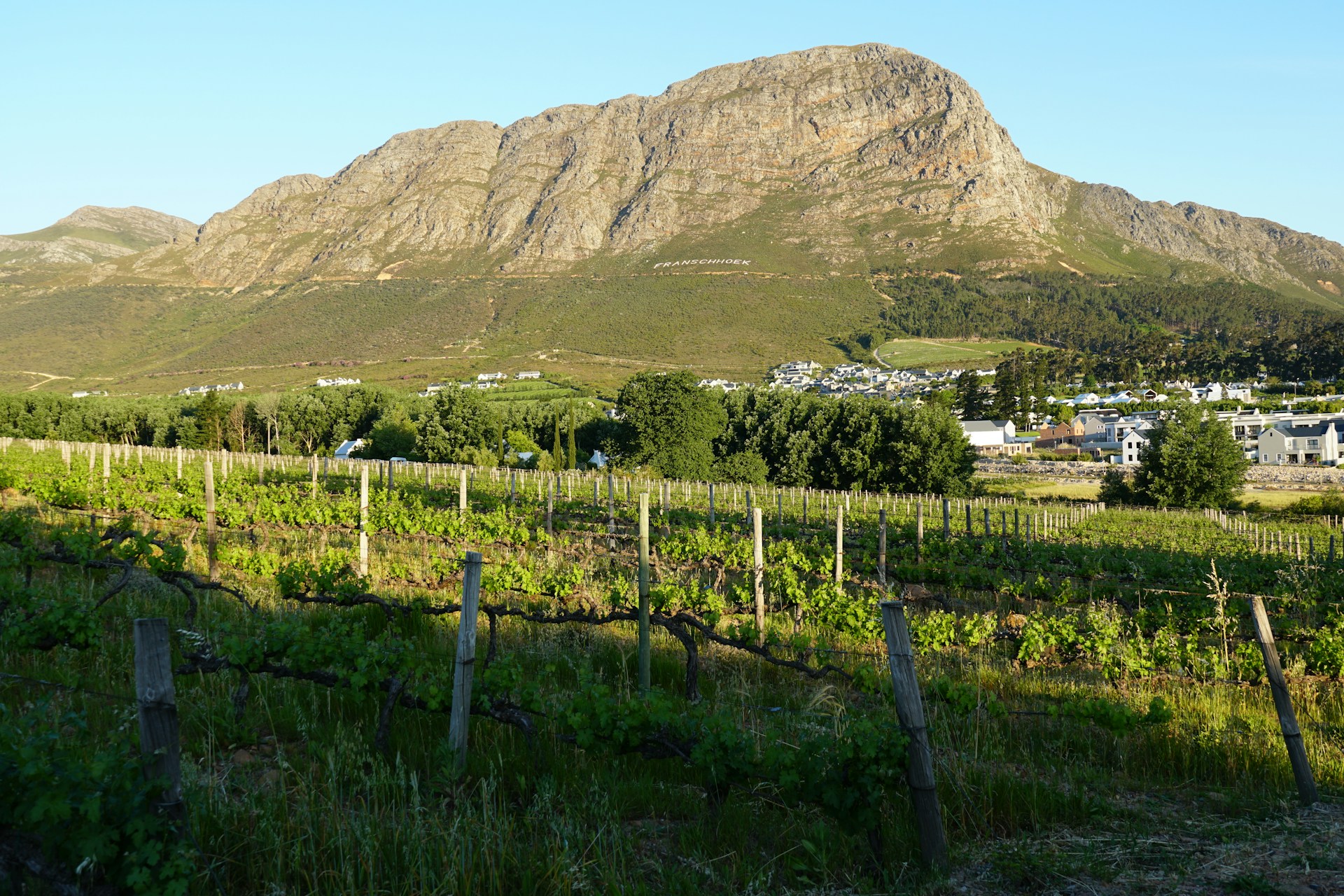 Vineyards below the mountains of Franschhoek in South Africa