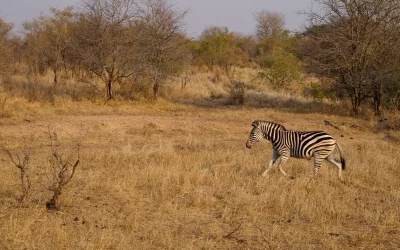 Manyeleti Game Reserve - Zebra