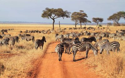A Remarkable Tanzanian Adventure with Travel African Time