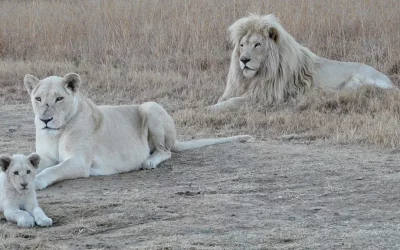 Timbavati Game Reserve - White Lion