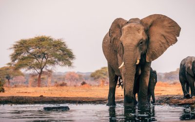 Embark on a Majestic Journey: A Luxury Safari with Travel African Time
